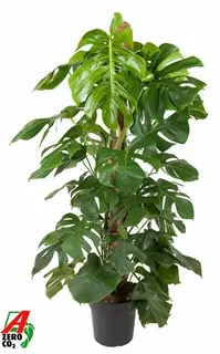 Meeldiv monstera  27Ø 85cm