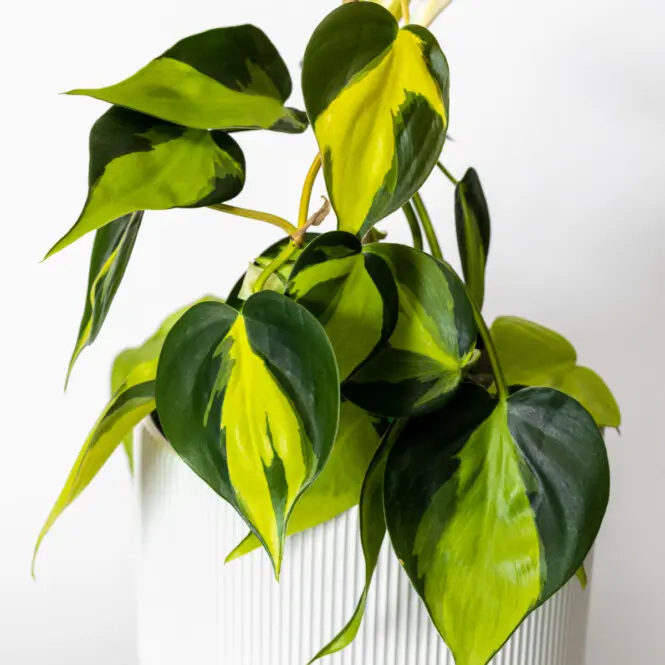 Filodendron 