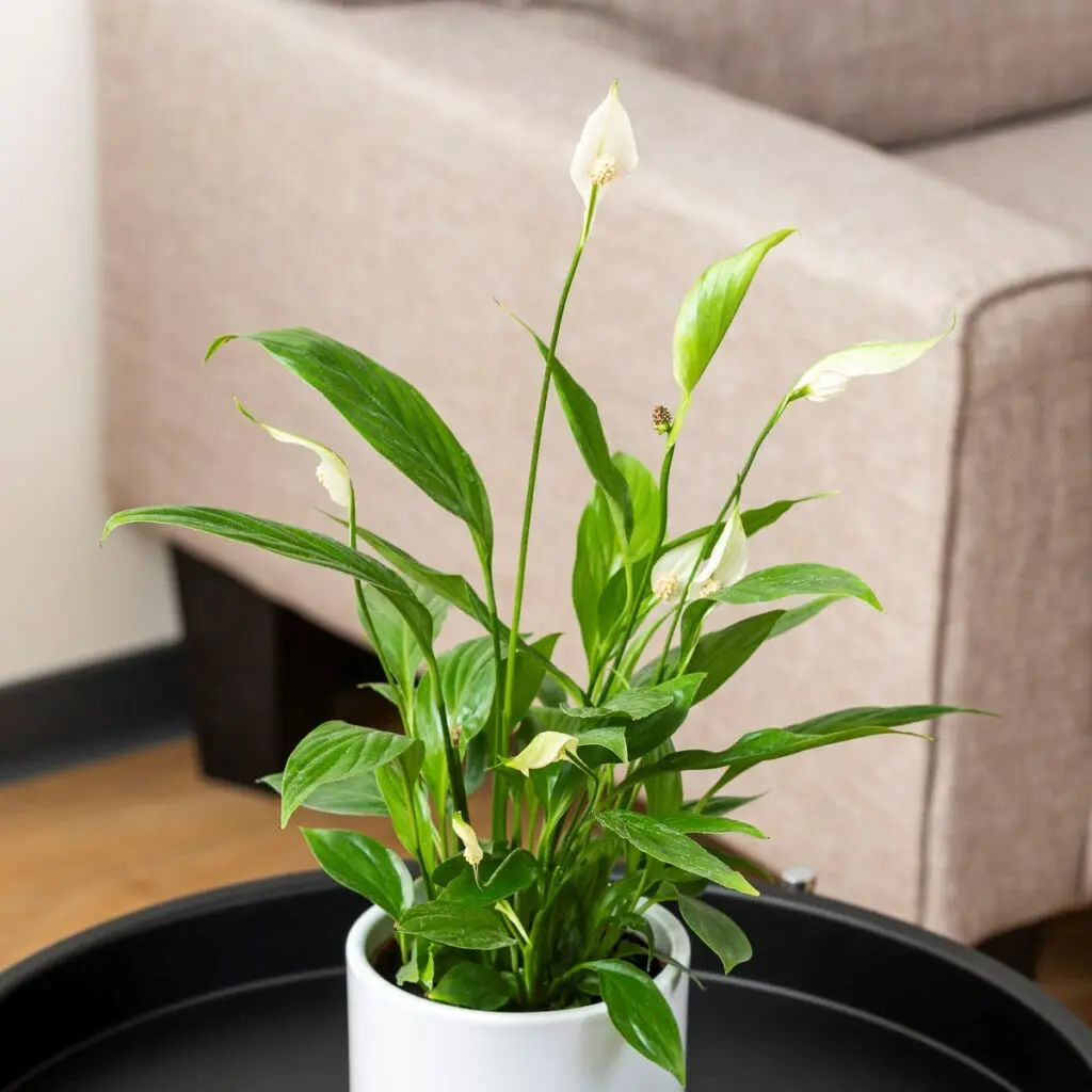 Tõlvlehik Sweet Chico Ø13cm