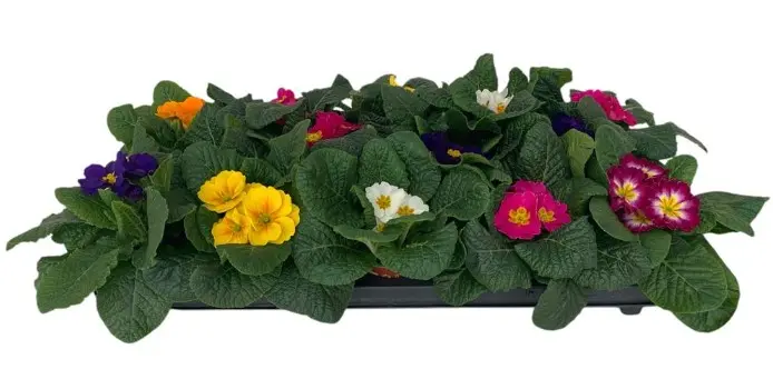 Priimula valik P10/13cm  