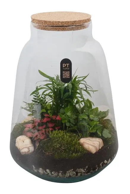 Klaasist terraarium taimedega P20/24cm  