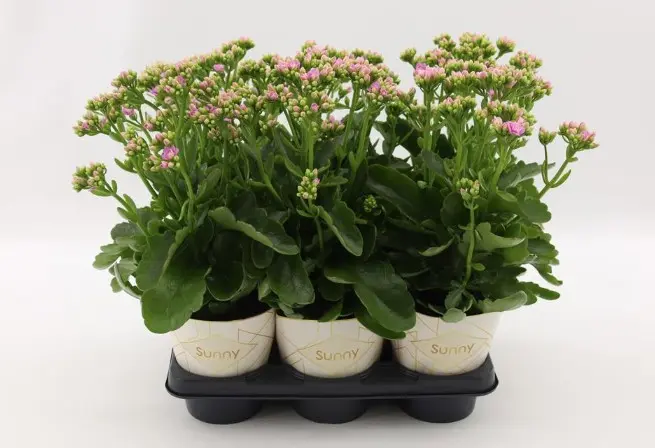 Kalanhoe Rose Flowers Graceful Pink P14cm