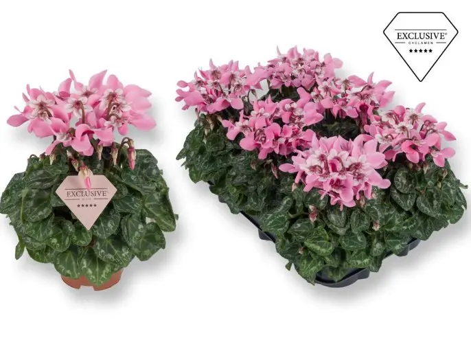 Alpikann Djix pink P10,5cm 