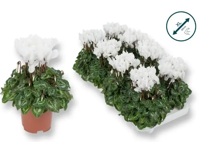 Alpikann 'Compacta White' P10,5cm 
