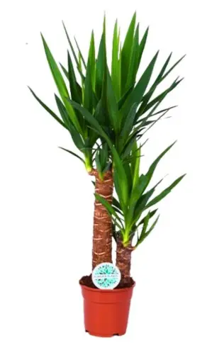 Tääkliilia P17/70cm 