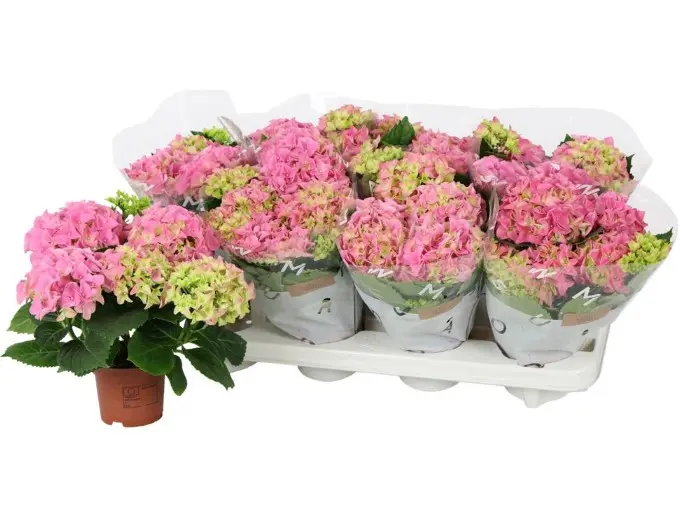 Suurelehine hortensia Early Rosa P10/22,5cm