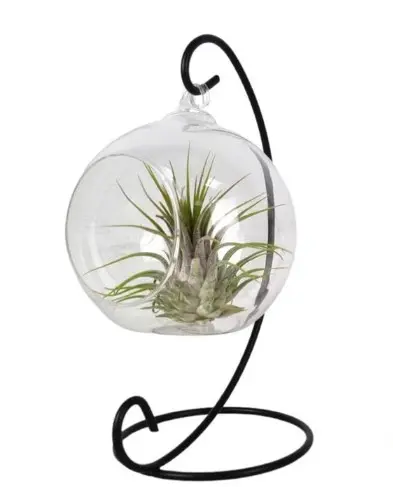 Tillandsia klaaskuulis P10/20cm 