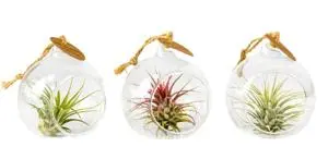 Tillandsia klaaskuulis P8/10cm