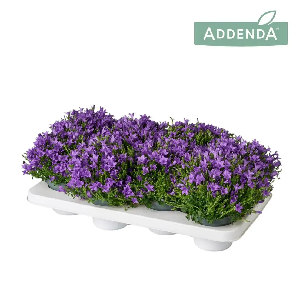 Port.kellukas 'Ambella Intens Purple' P12/17cm lilla 