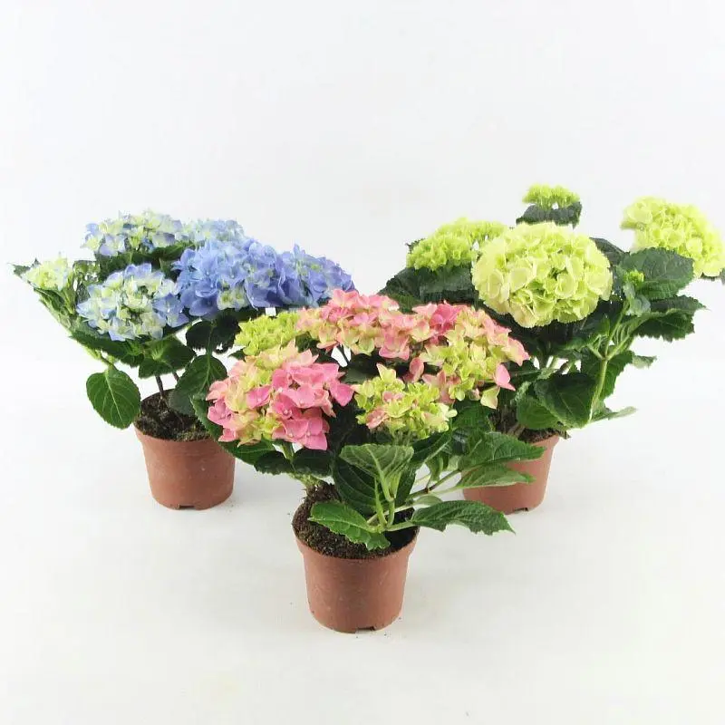 Suurelehine hortensia valik P10/22,5cm