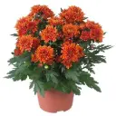 Potikrüsanteem 'Chrystal' valik P13/25cm