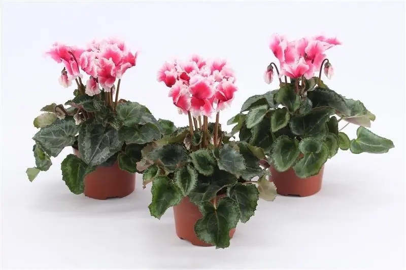 Alpikann 'Abanico' P10,5/25cm