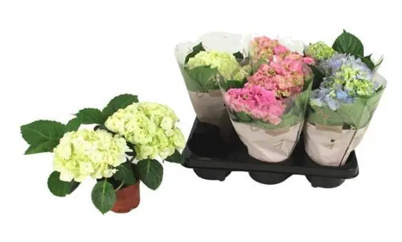 Suurelehine hortensia valik P19/40cm