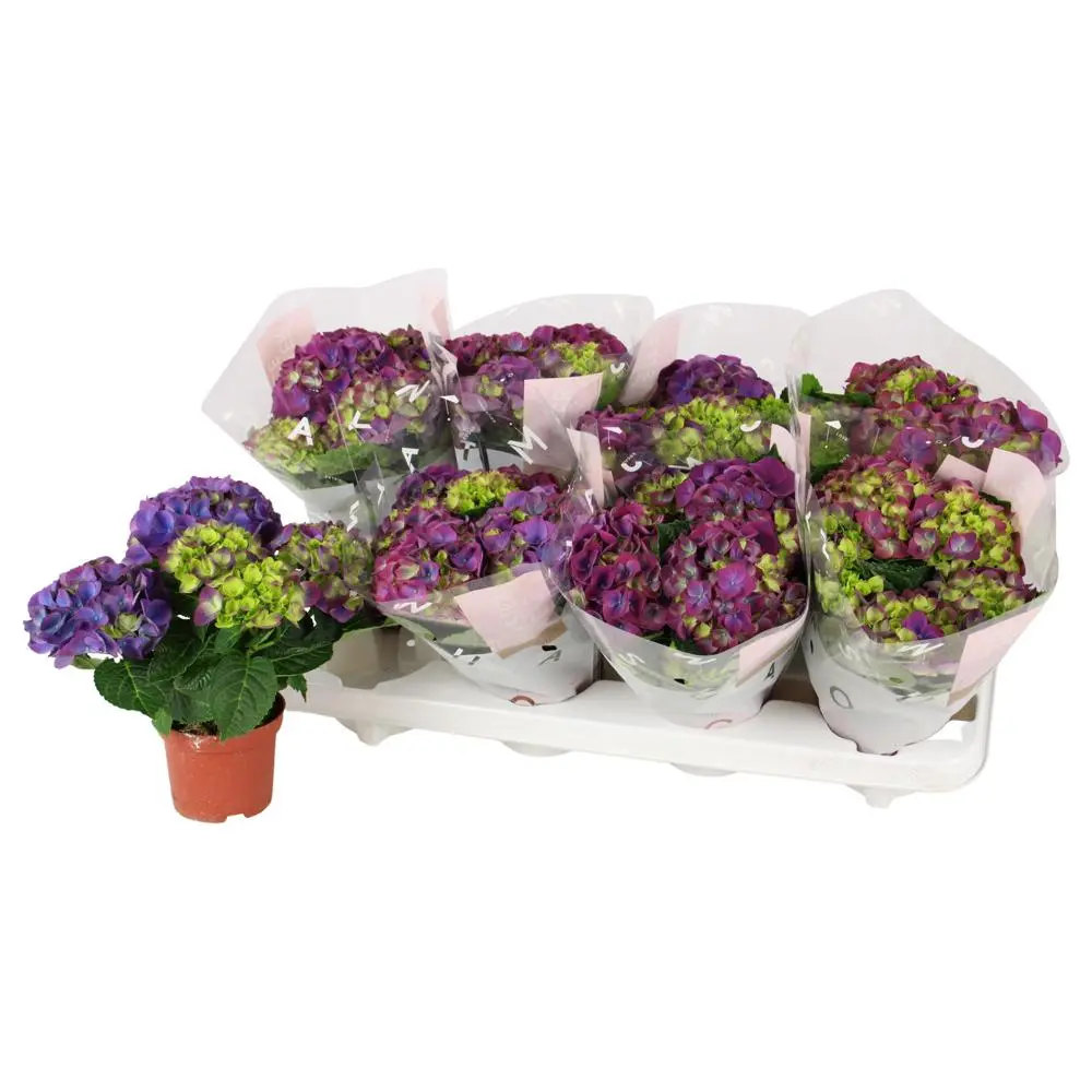 Suurelehine hortensia Ningbo P10/22,5cm