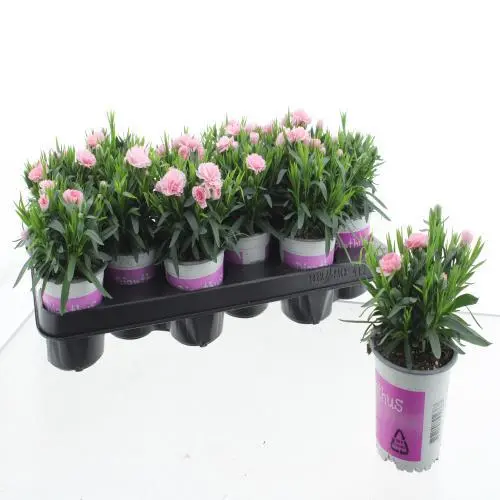 Potinelk 'Super Trouper Peach' P10,5/20cm roosa