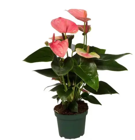 Flamingolill 'Sweet Dreams' P12/42cm