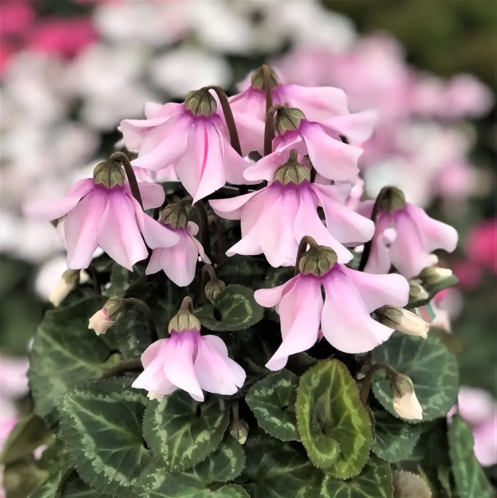 Alpikann 'Petticoat' P10,5/20cm