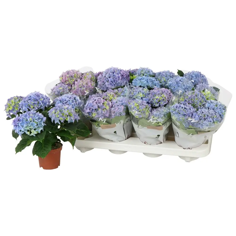 Hortensia potis P10/22,5cm sinine