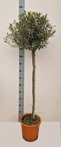 Õlipuu ehk oliivipuu P27/160cm