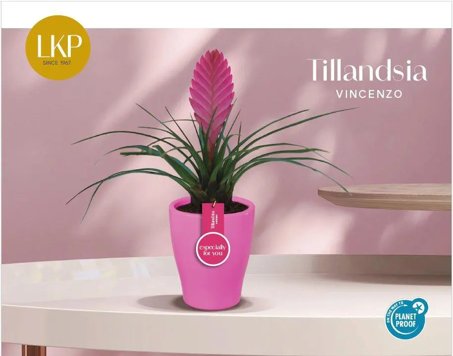 Tillandsia 'Vincent' P6cm