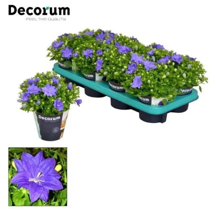Kellukas Dublin Blue P11/20cm valik