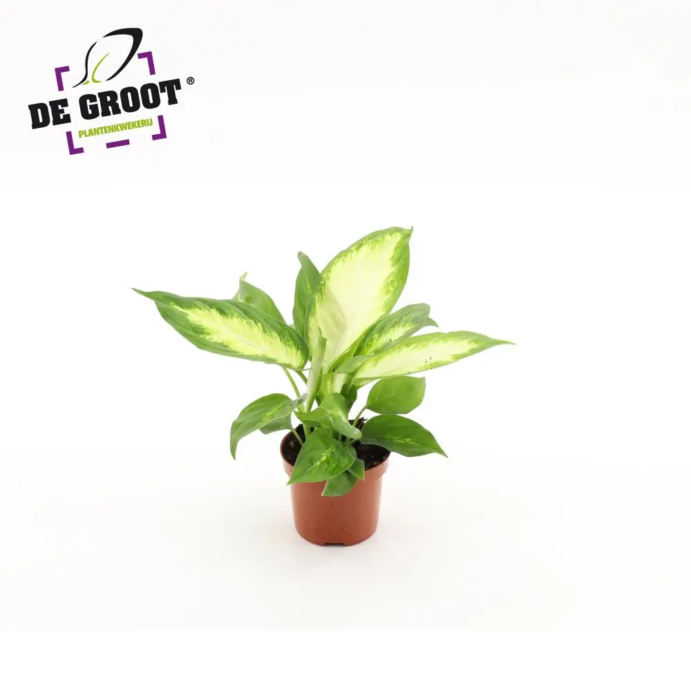 Diifenbahhia 'Camilla' P9cm