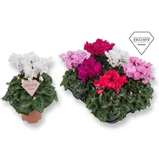 Alpikann 'Merengue' valik P10,5/25cm