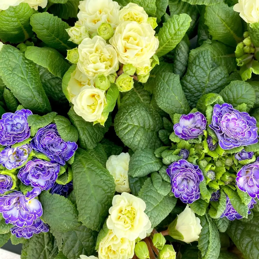 Priimula täidisõieline P10cm