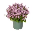 Kellukas 'Ambella' P12/17,5cm roosa