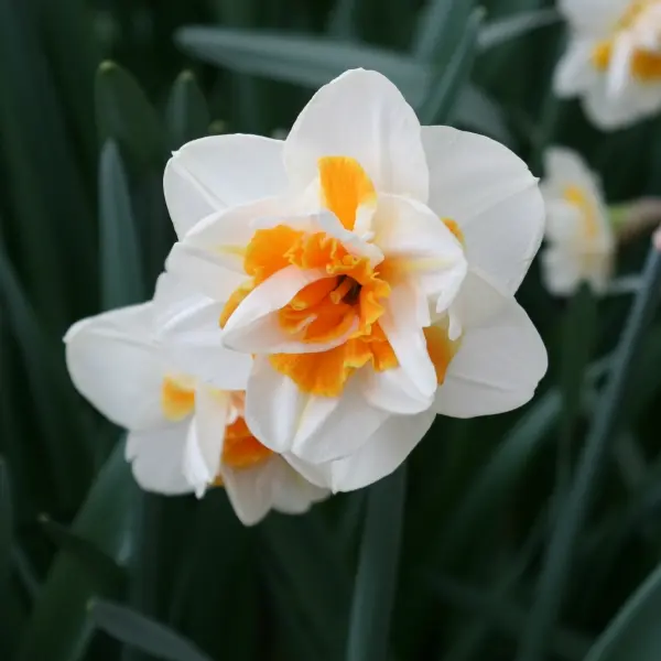 Nartsiss 'Peach Swirl' P9/15cm