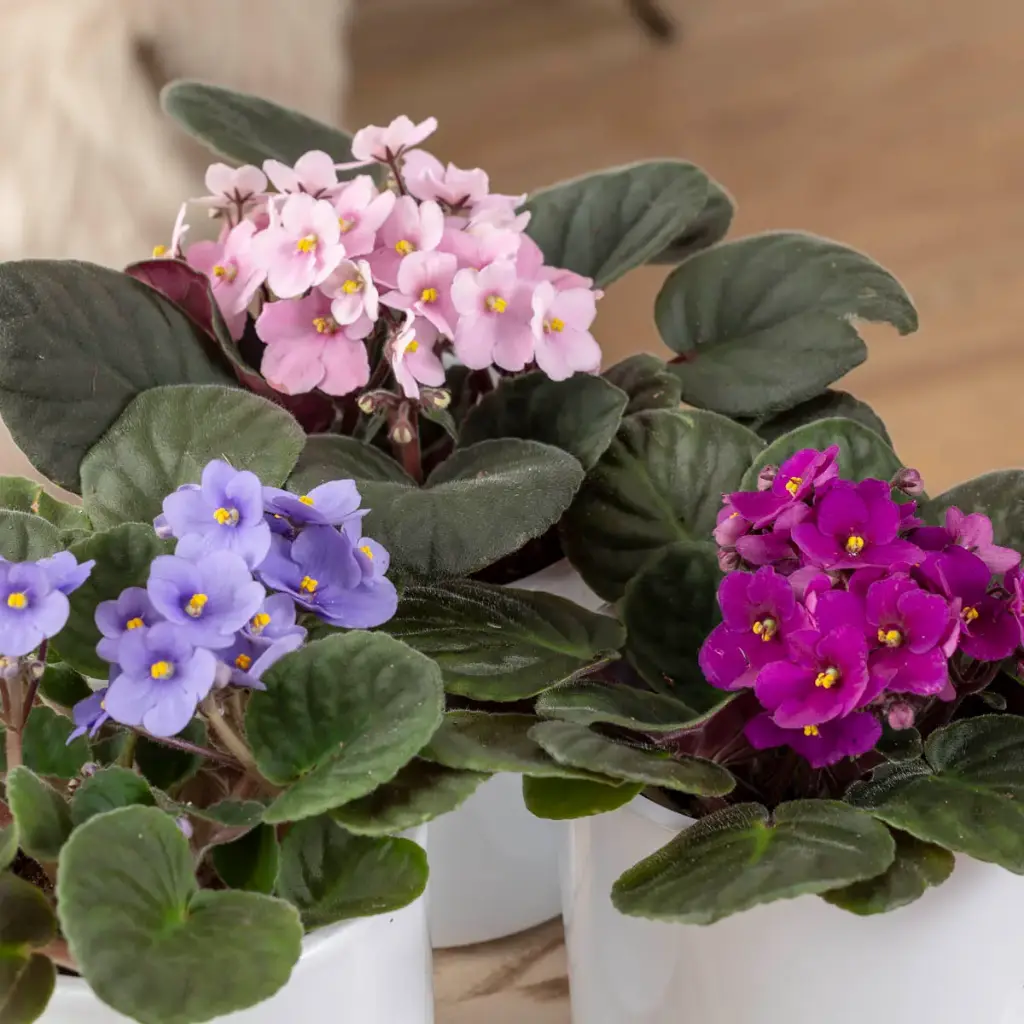Säntpoolia 'Viola' P12cm valik