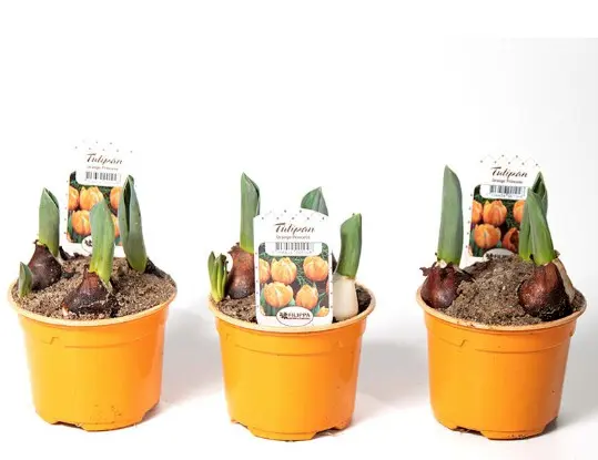 Tulp 'Baby' P7cm valik