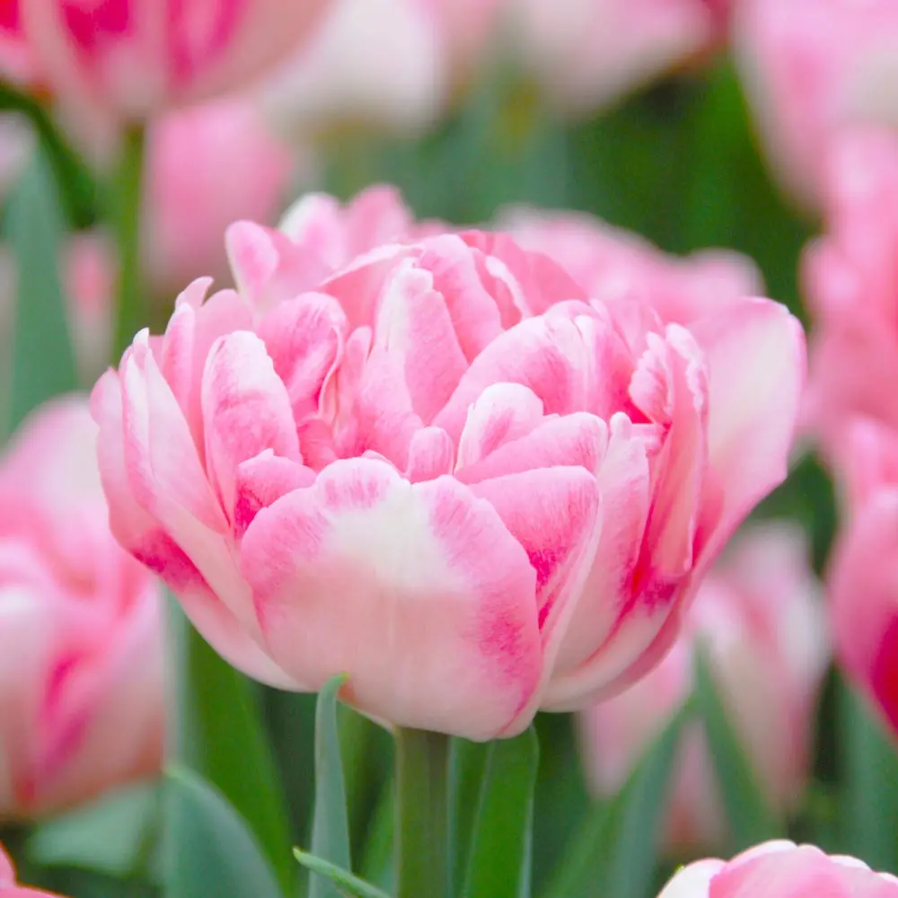 Tulp 'Foxtrot' P12cm