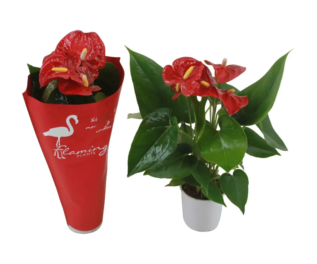 Flamingolill Succes Red P9/30cm