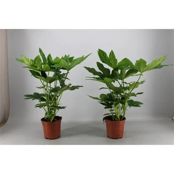 Jaapani fatsia P17/60cm