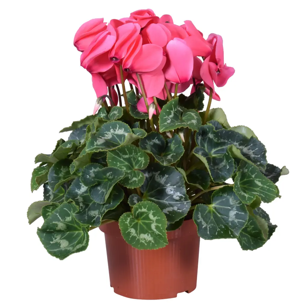 Alpikann XL P10,5/20cm