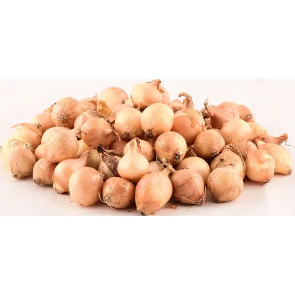 Stuttgarter Riesen tipp-sibul Ø 21-24 mm 0,5 kg	 