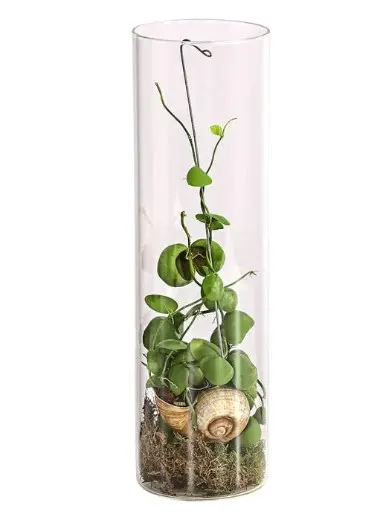 Diskiidia 'Snaily' P9/40cm