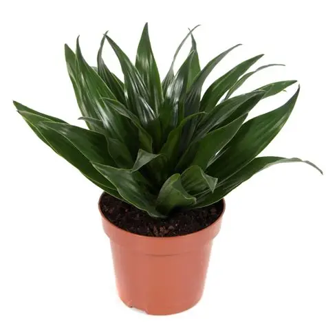 Draakonipuu Compacta P12cm