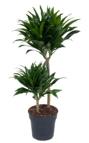 Draakonipuu Compacta P12cm