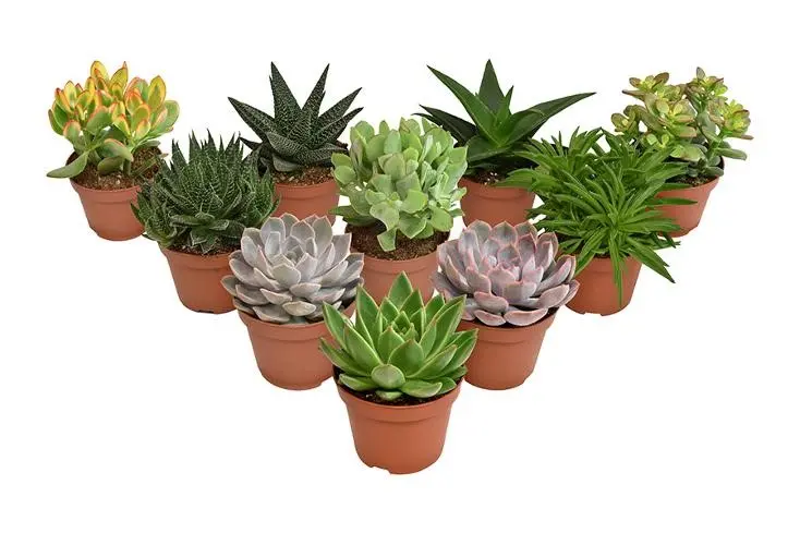 Sukulent mix P8,5cm