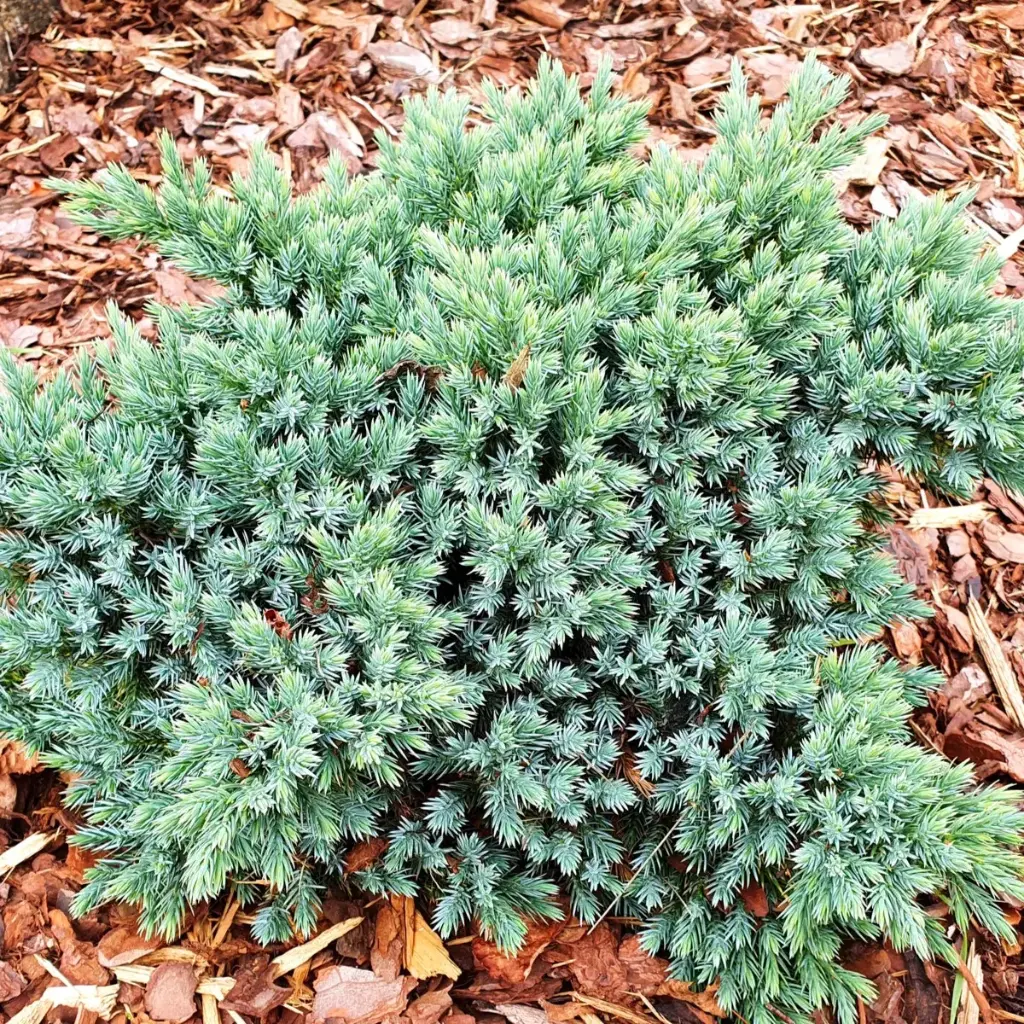 Kirju kadakas 'Blue Star' P19/30cm