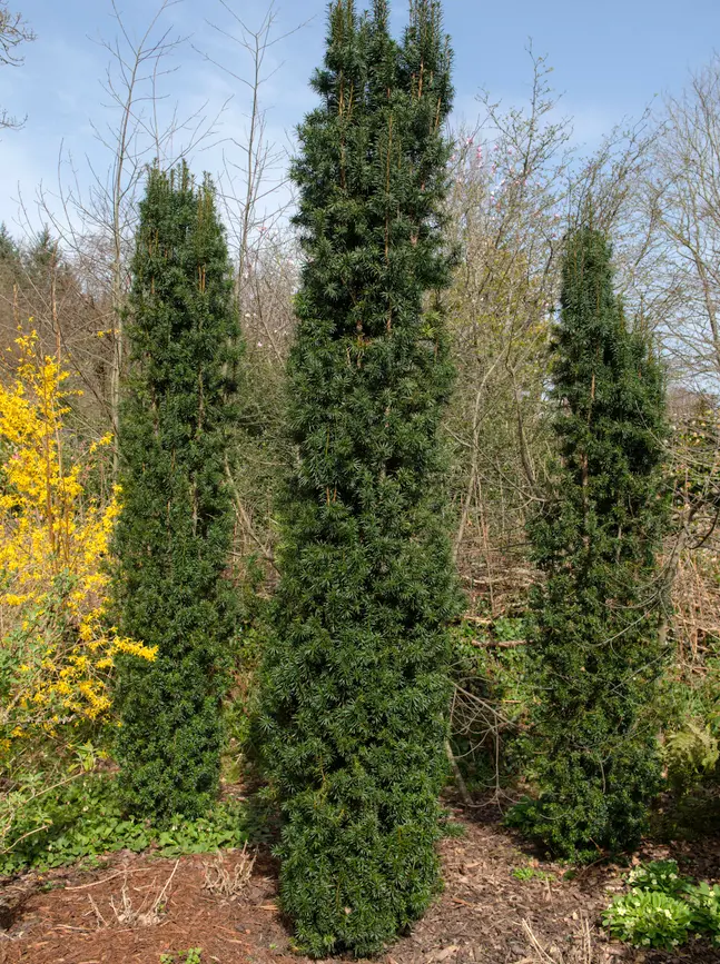 Harilik jugapuu 'Danica' P23cm (koopia)