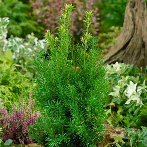Värd-jugapuu 'Groenland' P19/60cm
