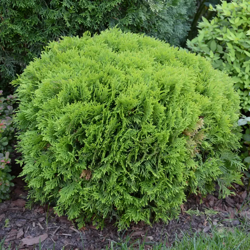 Harilik elupuu 'Globosa' P19/50cm
