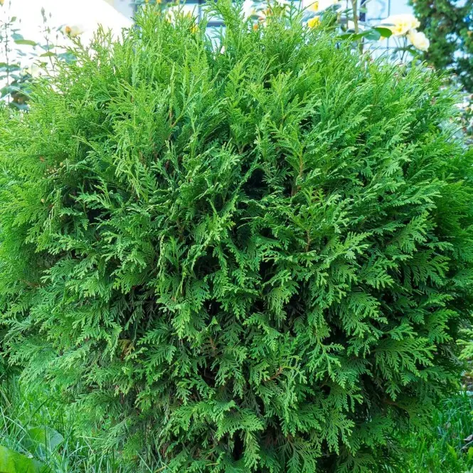 Harilik elupuu 'Tiny Tim' P19/35cm