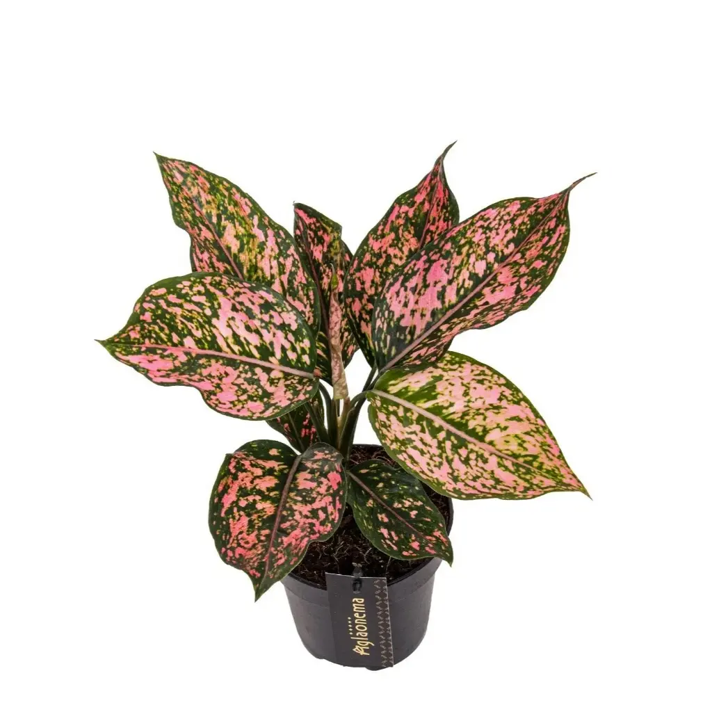Aglaoneema 'Pink Leopard' P12cm