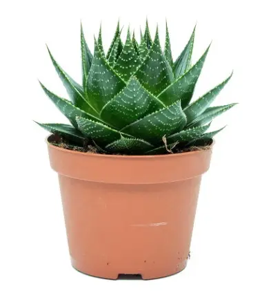 Aaloe 'Cosmo' P10,5cm