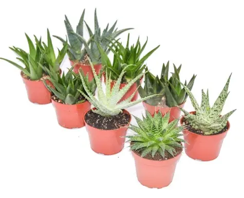 Aaloe mix P10,5/15cm