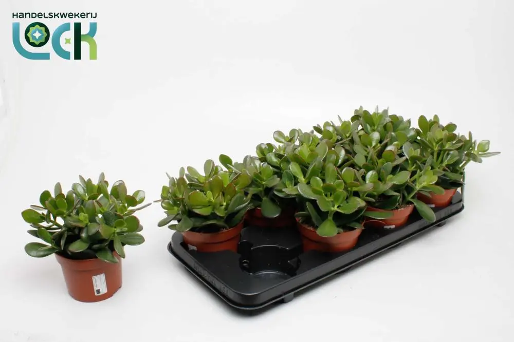 Portulak-turdleht  P12/18cm